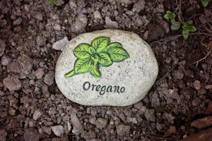 Chá de orégano emagrece